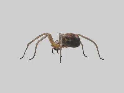 Orb-Weaver Spider Low-poly 3D model