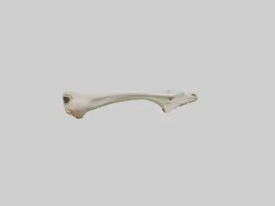 Giraffe Clavicle Low-poly 3D model