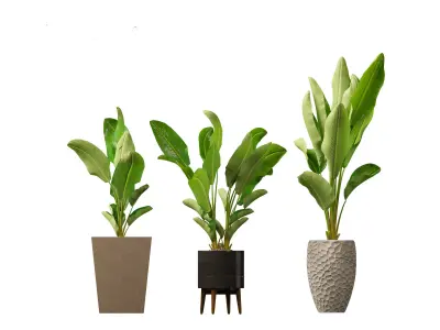 Strelitzia nicolai - Natal wild banana Tree 3D model