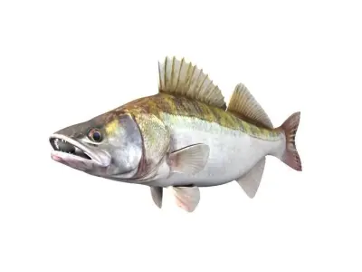 Zander Fish Sander Lucioperca 3D model