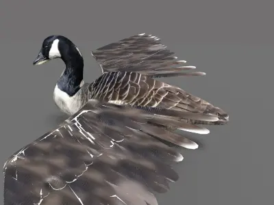 goose canadian with wings spread 3D model