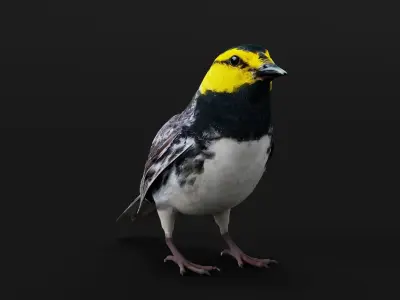 Golden Cheeked Warbler Songbird Low-poly 3D model