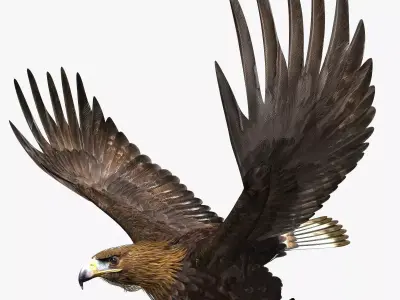 Golden Eagle - rigged - animated standard PBR VRAY 3D model