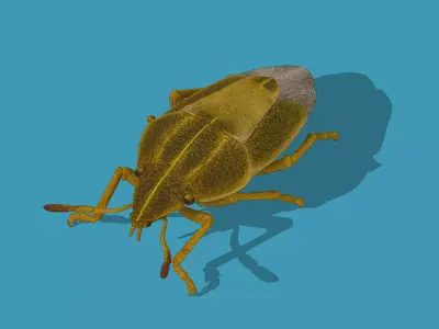 Stink bug Low-poly 3D model