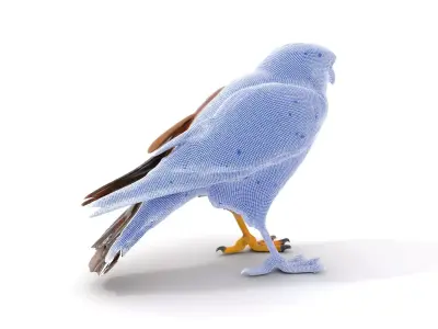 Brown Kestrel model pack Low-poly 3D model