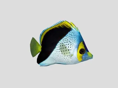 Butterflyfish Low-poly 3D model
