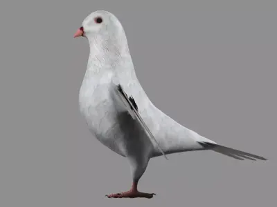 White Pigeon 3D model