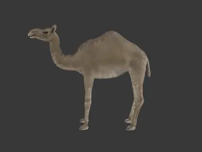 Camel 3D Model Rigged and Animated Low-poly 3D model