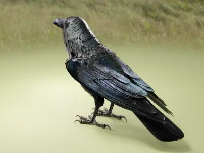 RAVEN - Blender 3D model