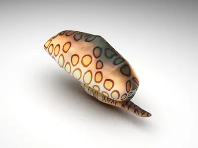 Flamingo Tongue Snail 3D model