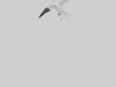 Crested Tern flying model 3D model