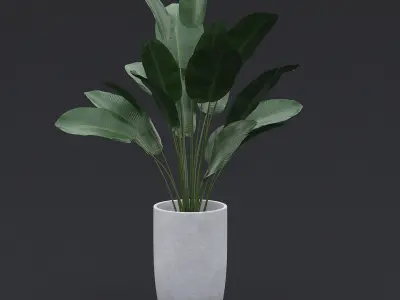 3D Bird Of Paradise II 3D model