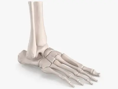 Human Foot Skeleton Model 3D model