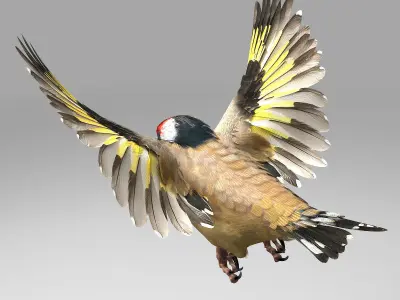 European Goldfinch - rigged - animated 3D model