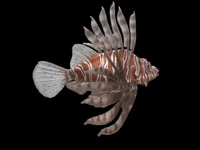 Lionfish 3D model
