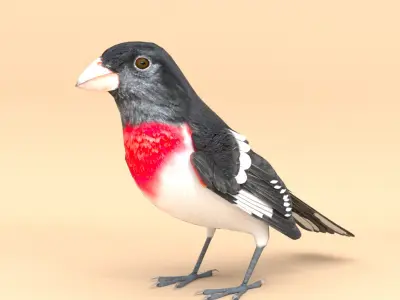 3D Bird Pack Rose-Breasted Grosbeak Male and Female Low-poly 3D model