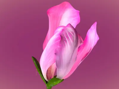 Animated Bauhinia Flower 3D model