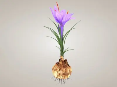 Plant Part Details Low-poly 3D model