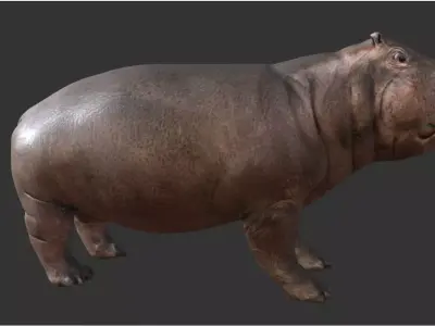hippopotame hippopotamus Low-poly 3D model