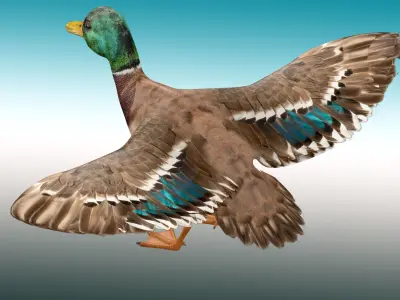 Duck  Rig Low-poly 3D model