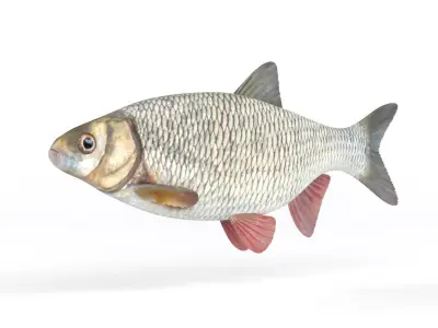 Ide Fish 3D model