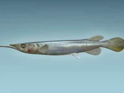 Wrestling Haflbeak Fish 3D model