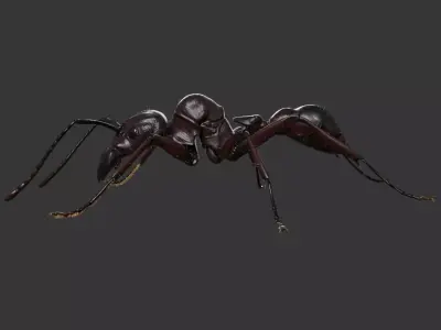 Ant Rig 3D model