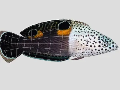 Clown Coris Low-poly 3D model