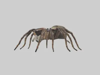 Jumping Spider Low-poly 3D model