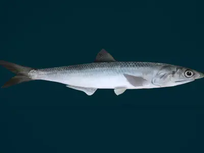 Anchovy Fish Animated 3D model