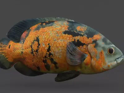 Oscar Fish 3D model