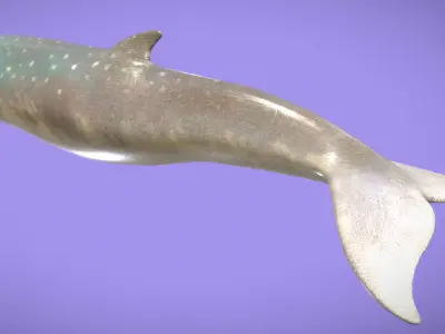 Messapicetus Low-poly 3D model