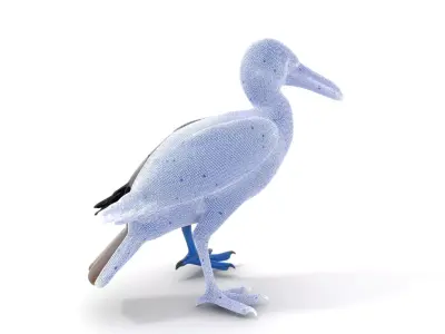 Booby Bird Colorful model pack Low-poly 3D model