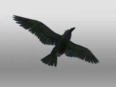 Raven 3D model