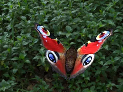 beautiful peacock butterfly Low-poly 3D model