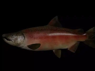 Chinook Salmon 3D model
