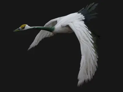 Crane Bird A2 3D model