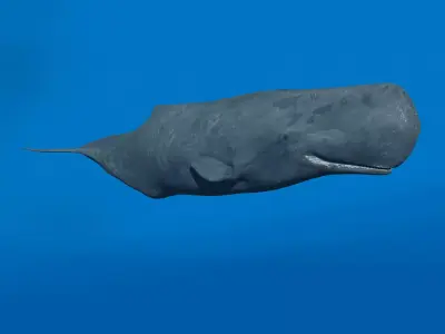 Photoreal Sperm Whale 8K - 3d animated 3D model