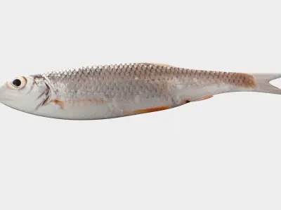 Small fish Low-poly 3D model