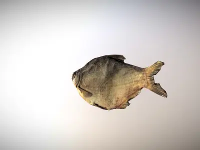 photorealistic dried salty fish scan Low-poly 3D model
