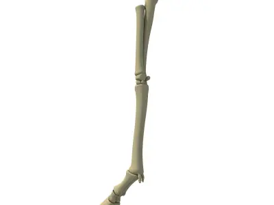 Animal Leg Femur Bones 2 3D model