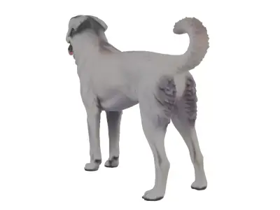 Akbash Dog Low-poly 3D model