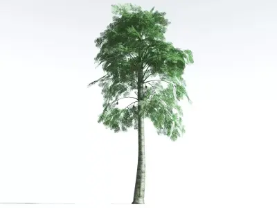 EVERYPlant Alethopteris Seed Fern LowPoly 2 --12 Models-- Low-poly 3D model