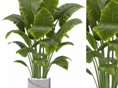 Indoor Plants in Ferm Living Bau Pot Large - Set02 3D model