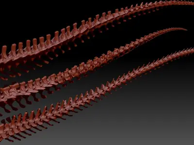 Dinosaur Spinosaurus Tyrannosaurus Giganotosaurus Tail Skeletons 3D model