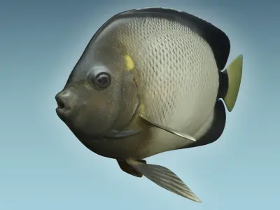 Angle Fish 15 3D model