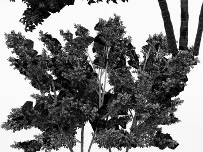2 diffrent tree Common Hazel Free 3D model