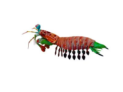 Mantis Shrimp Low-poly 3D model