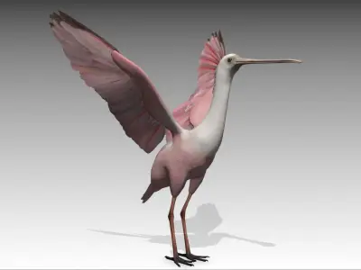 Roseate Spoonbill Low-poly 3D model