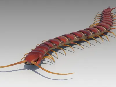 Centipede Low-poly 3D model